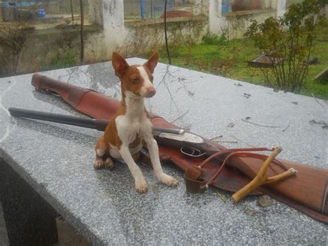 podenco arcabucero